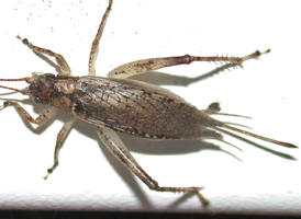 Jumping Bush-cricket